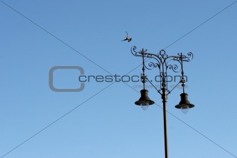 lamp post and pigeon