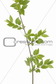 green branch leaves