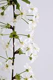 white flower branch