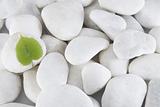 white stones and green leaf