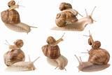 piggy back snails