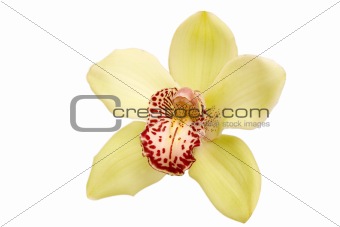 closeup of yellow orchid 