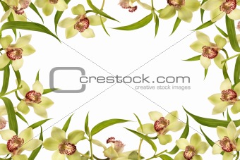 orchid flower, spring frame