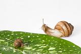 gren leaf and two snail