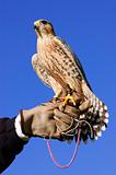 Peregrine Falcon cross