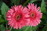 two pink flower