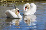 Courting Swans