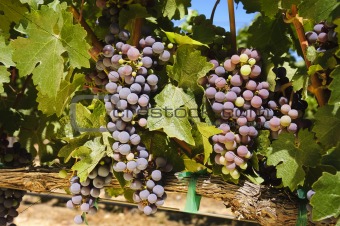vinyard, grapes, crop, agriculture, viniculture, napa, valley,
