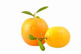 fresh lemon and orange with leaves