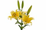 yellow lily bouquet
