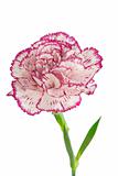 white and pink blooming carnation flower