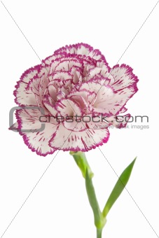 white and pink blooming carnation flower