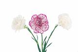 white and pink blooming carnation flowers
