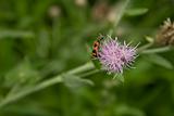 red striped insect, pollinate on purple flower