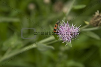 red striped insect, pollinate on purple flower