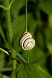 snail on green plant