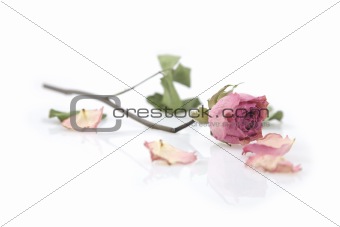 Close up of a single dried pink rose