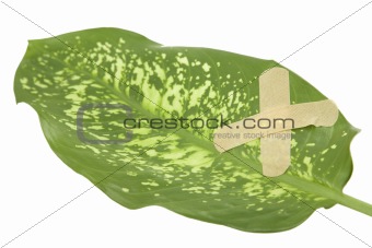  green leaf bandaged with patch