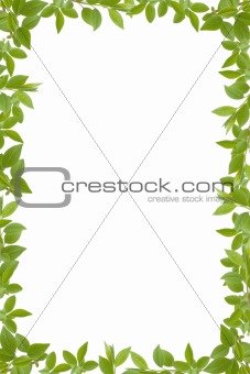 green leaves frame 