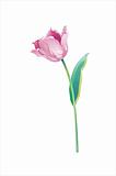 Lonely tulip vector