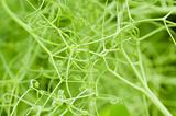 Pea plants with tendrils