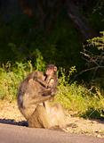 Chacma baboon (Papio cynocephalus)