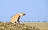 Lioness (panthera leo) in savannah