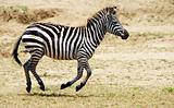 Single zebra (African Equid) 