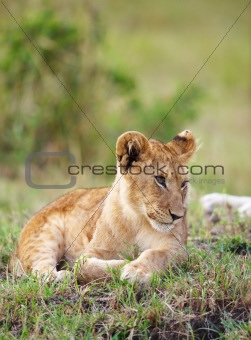 Lion cub (panthera leo) close-up