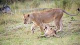 Lion cub (panthera leo) with his mother