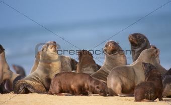 Group of sea lions on the beach
