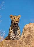Leopard resting on the rock