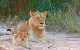 Lion cub (panthera leo) in a pride