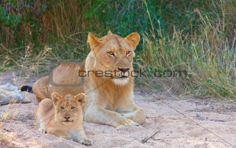 Lion cub (panthera leo) in a pride