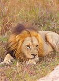 Lion (panthera leo) in savannah