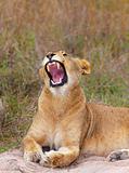 Lioness (panthera leo) close-up
