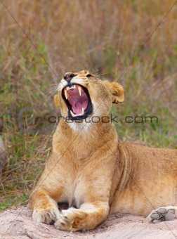 Lioness (panthera leo) close-up