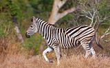 Single zebra (African Equid) 