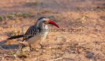 Southern Red-billed hornbill 