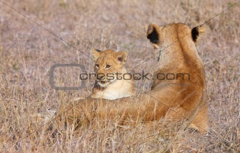 Lion cub (panthera leo) close-up