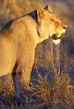 Lioness (panthera leo) in savannah