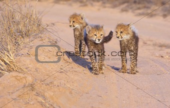 Cheetah (Acinonyx jubatus) cubs