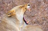 Lioness (panthera leo) yawning