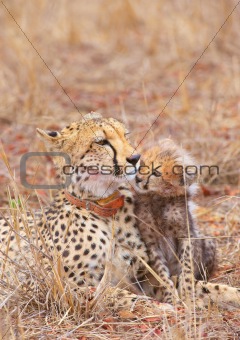 Cheetah (Acinonyx jubatus) cub