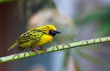 Village (Spotted-backed) Weaver