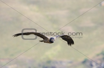 Lammergeyer or Bearded Vulture