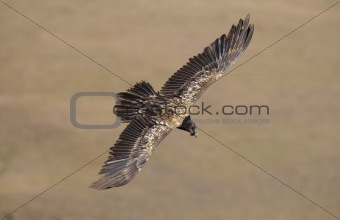 Lammergeyer or Bearded Vulture