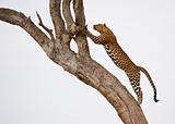 Leopard jumping on the tree