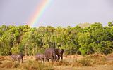 Large herd of Bush Elephants (Loxodonta africana)