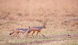 Two Black-backed Jackals (Canis mesomelas)